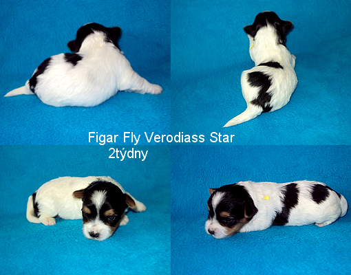 figar-fly.png